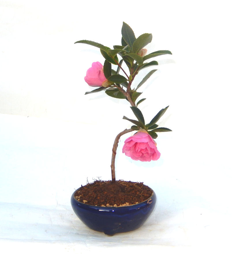 さざんか サザンカ 山茶花のミニ盆栽 |東京盆栽 a-masa-103sazanka2018
