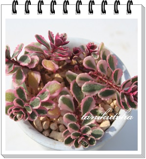 トリカラー、三色セダム,セダム属,セダムのトリカラー通販,トリカラー