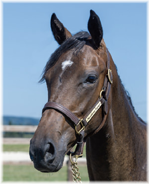 サラブレッドクラブライオン｜カイゼリンの2024