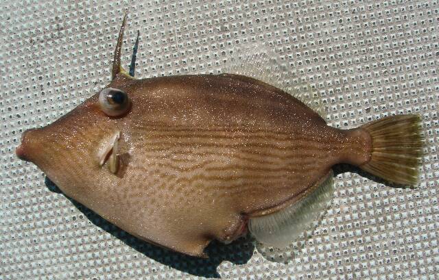 センウマヅラハギ - WEB魚図鑑