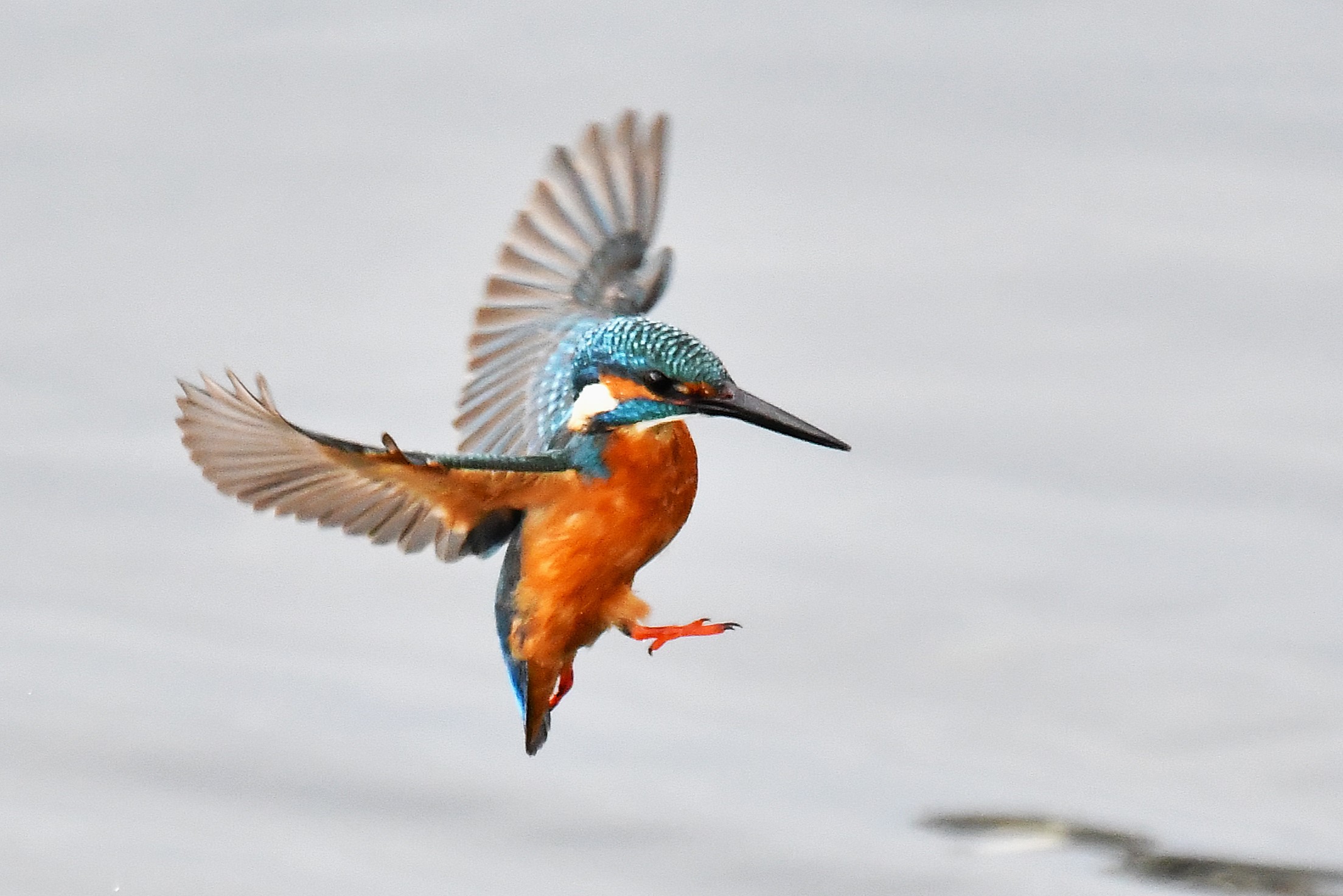 カワセミ(2024.11.16) - 日本の野鳥識別図鑑