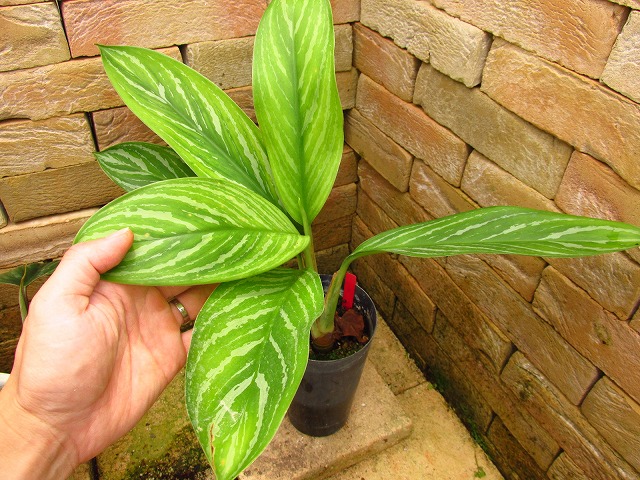 アグラオネマ ニティドゥーム カーティシー (Aglaonema nitidum
