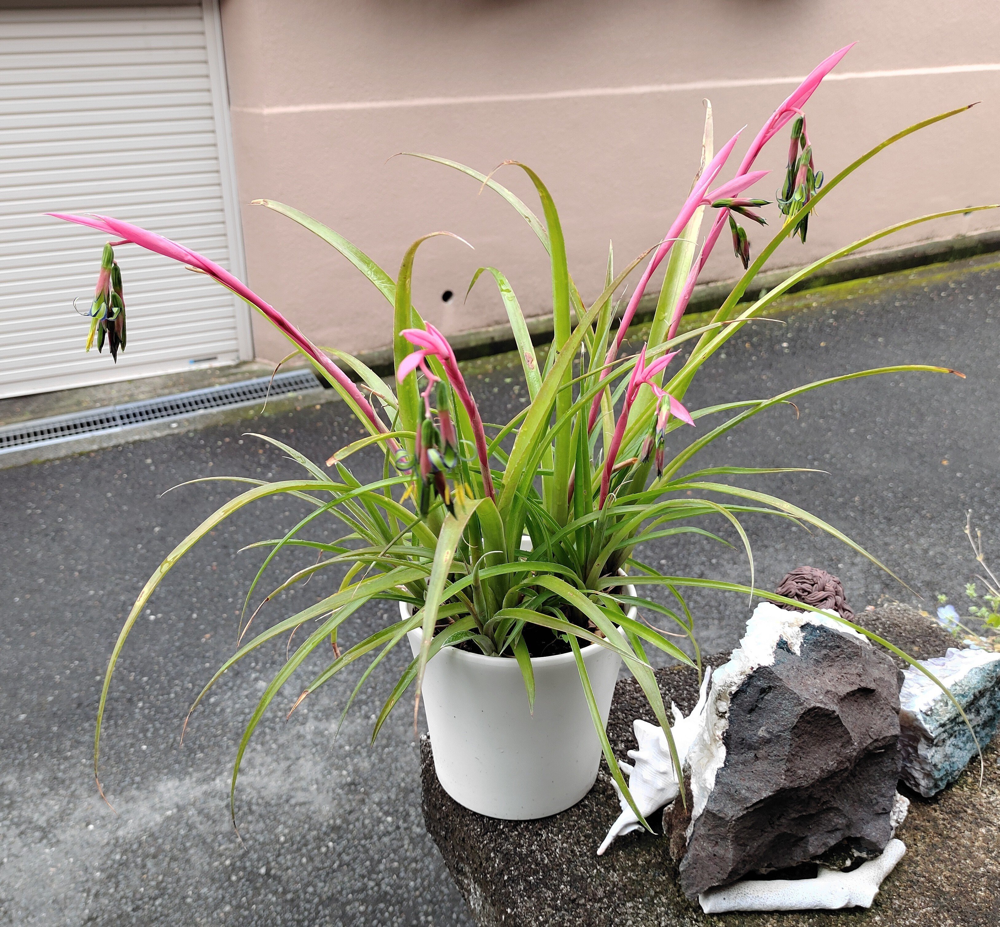 ヨウラクツツアナナス｜かえる