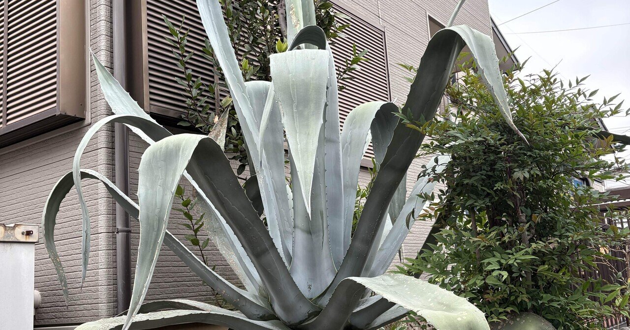 圧倒的な存在感 ― アガベ（リュウゼツラン）が主役のインパクトあるお