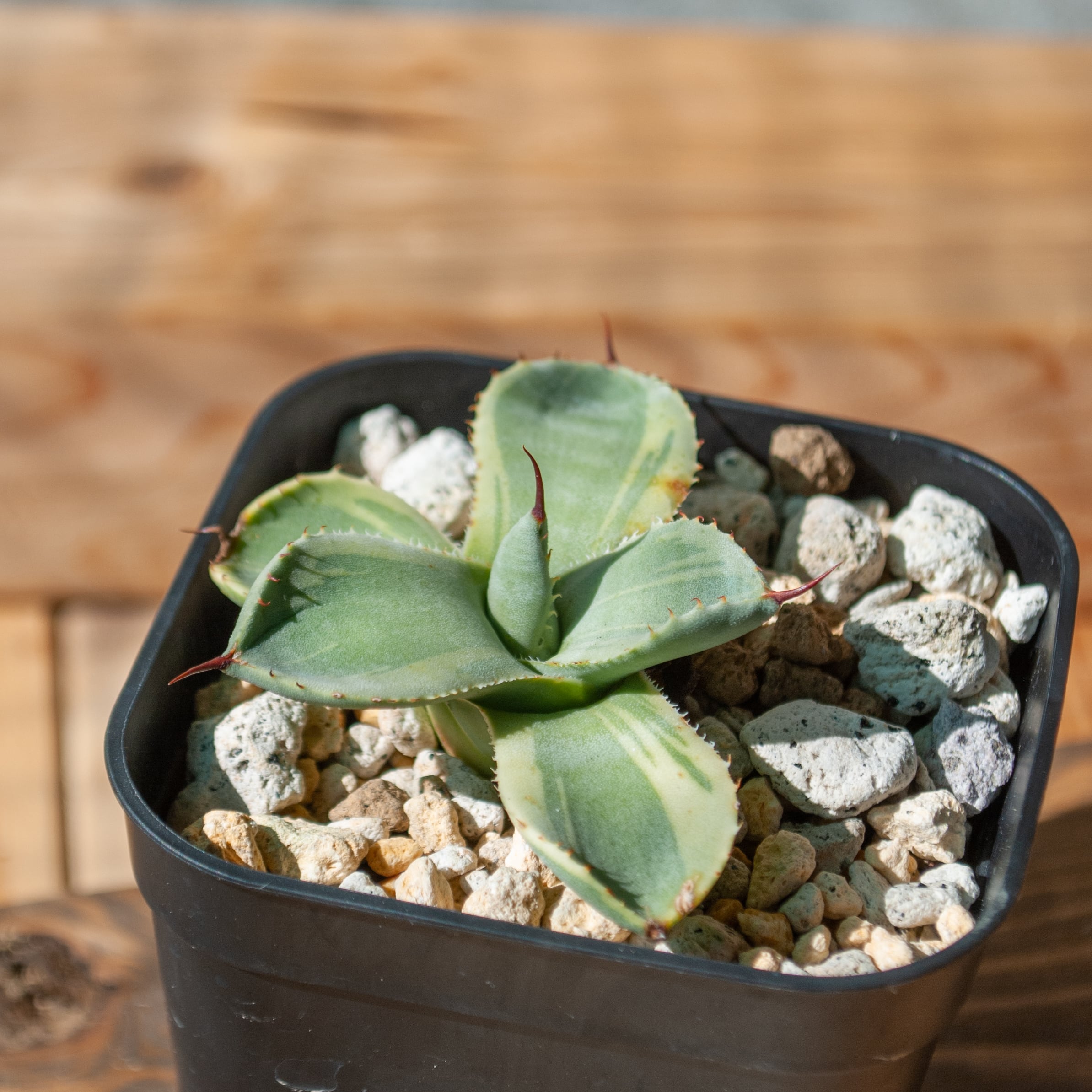 アガベ パリー トランカータ ライムストリーク No.5 | Agave Rocon