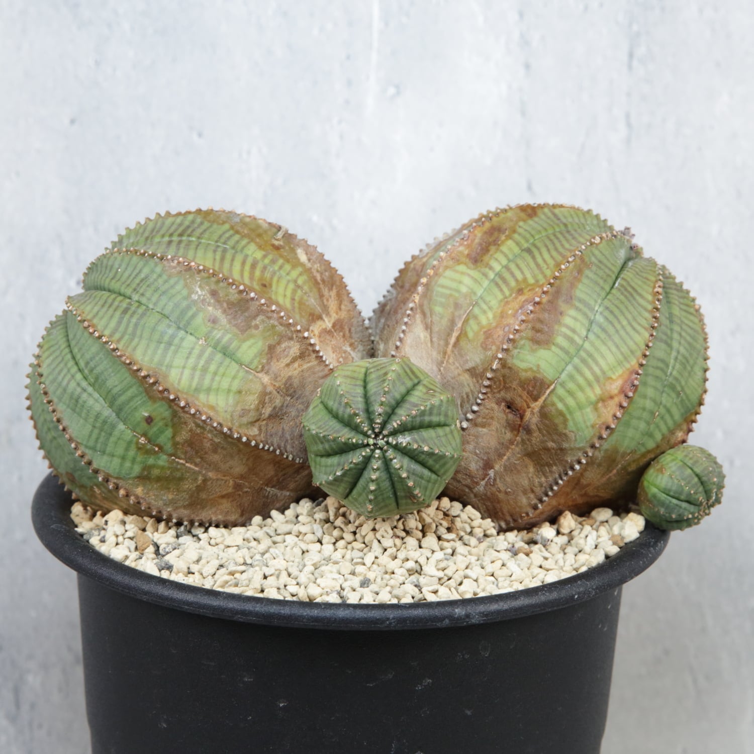 超厳選株】ヴィンテージ 超大株 最大幅 約17cm ダブルヘッド 仔吹き