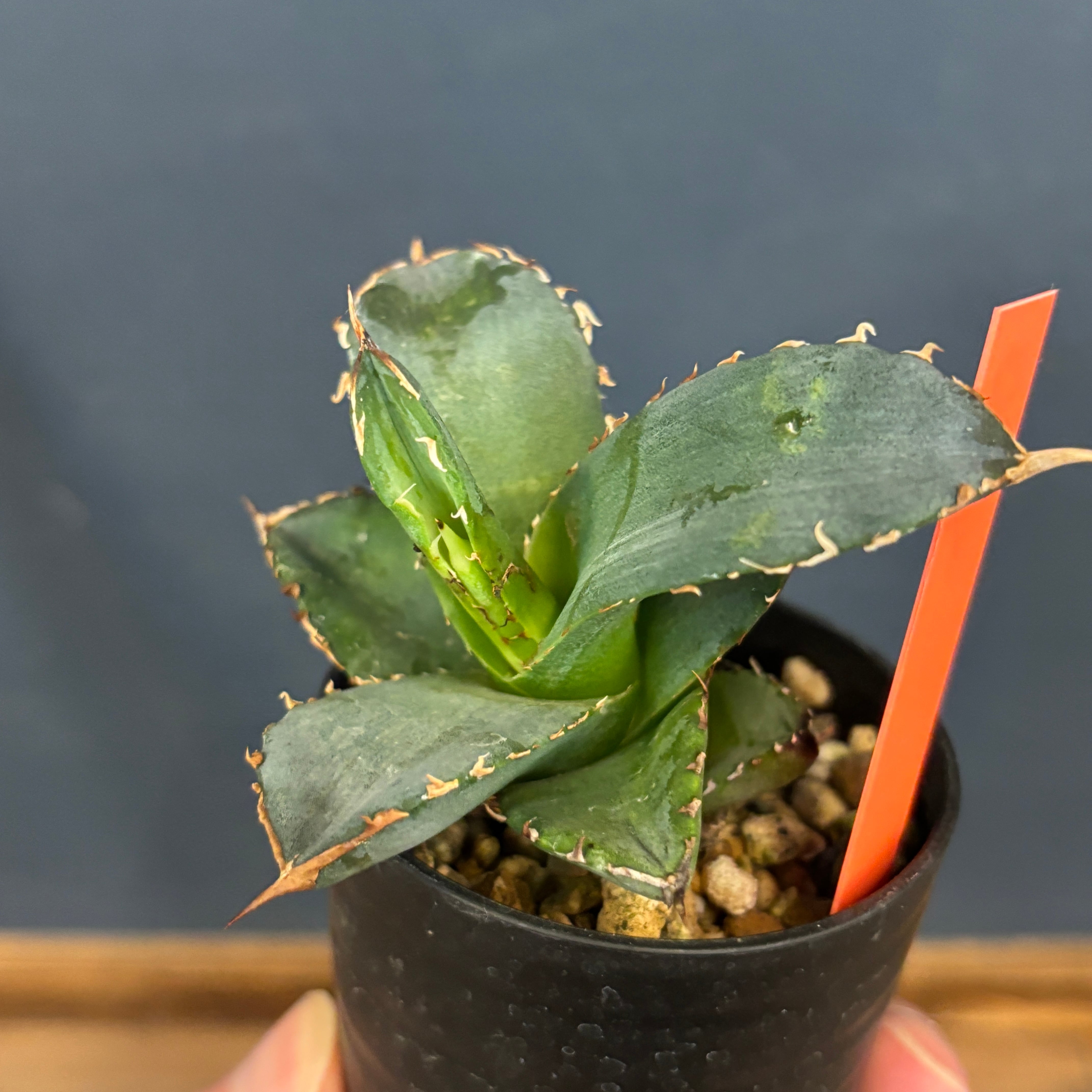 アガベ オテロイ 実生【399】 | PROTOLEAF プロトリーフ