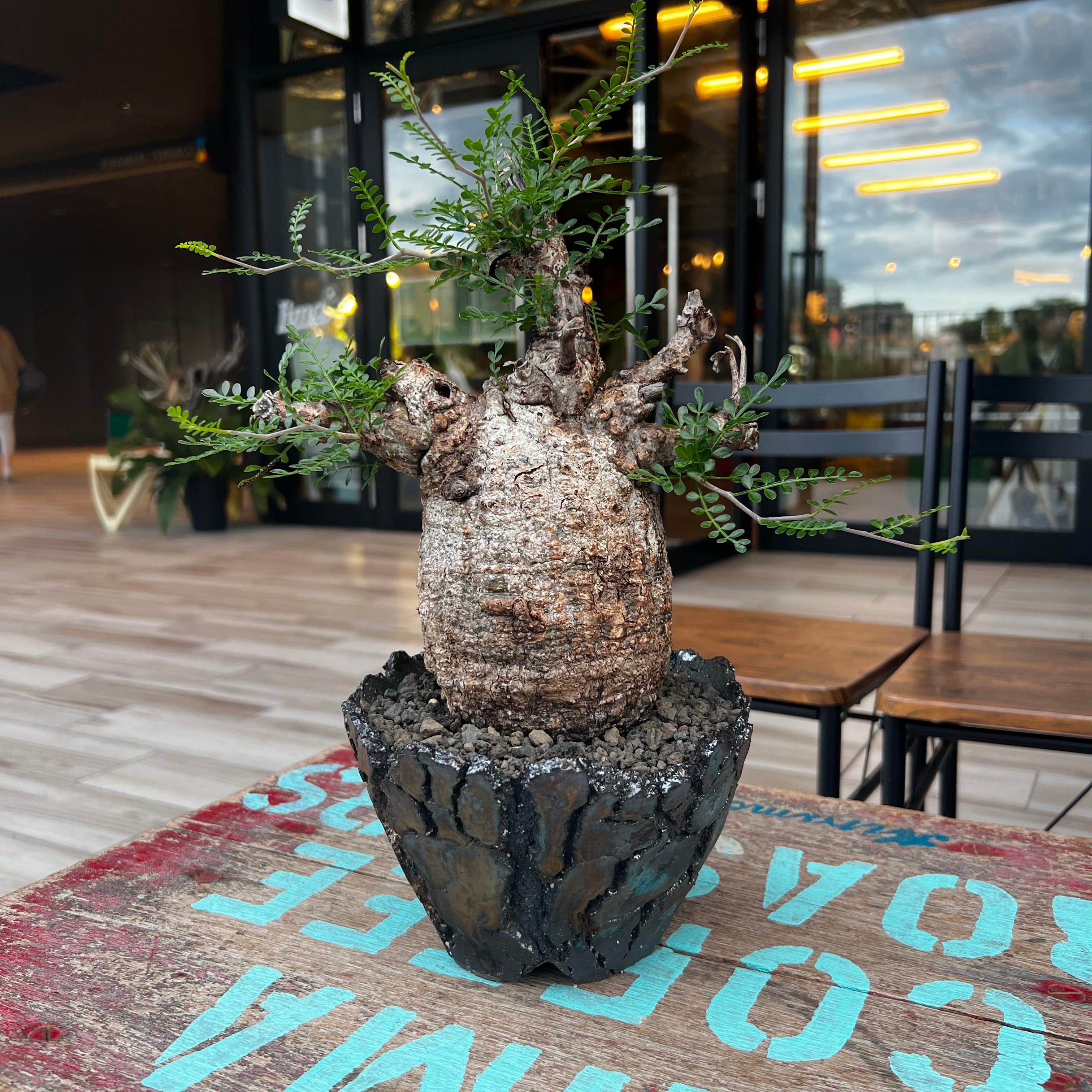 31. オペルクリカリア パキプス 鉢セット 【発根済】 | KOBE AGAVE SHOP