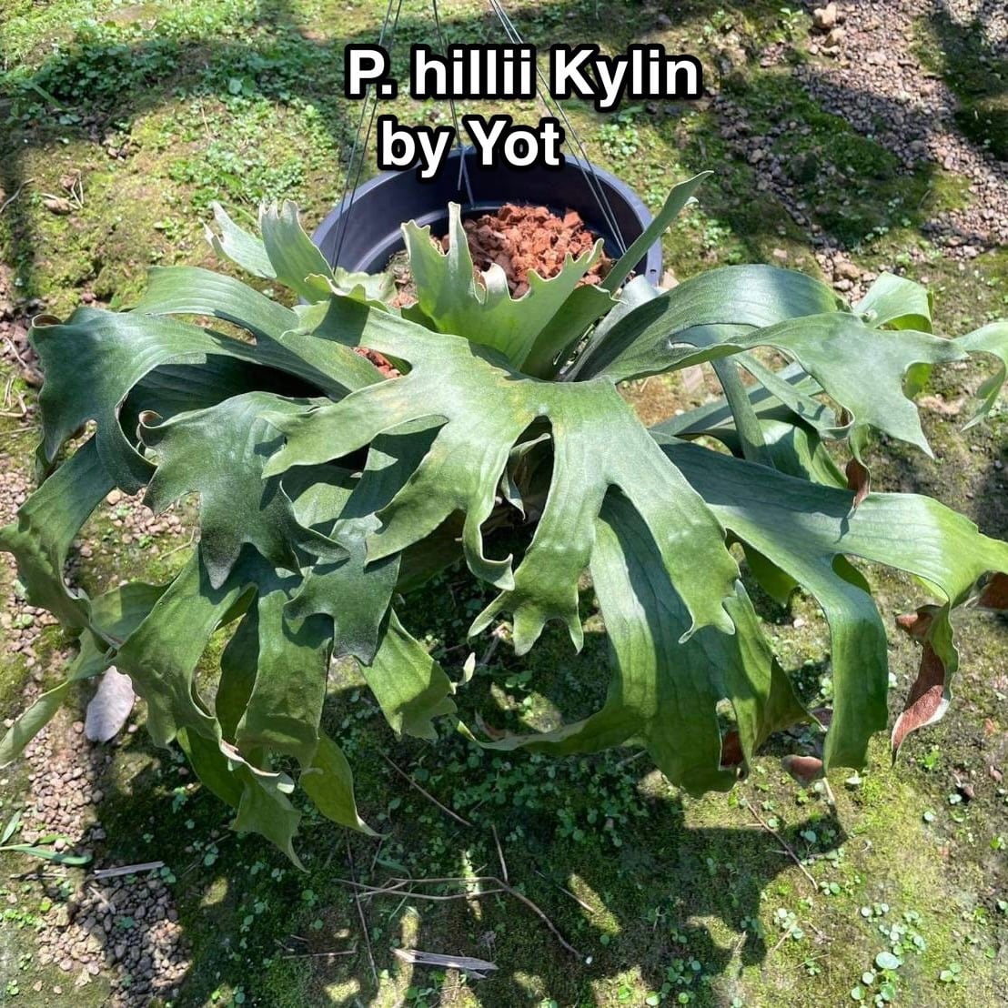 P.hillii Kylin | naturefix