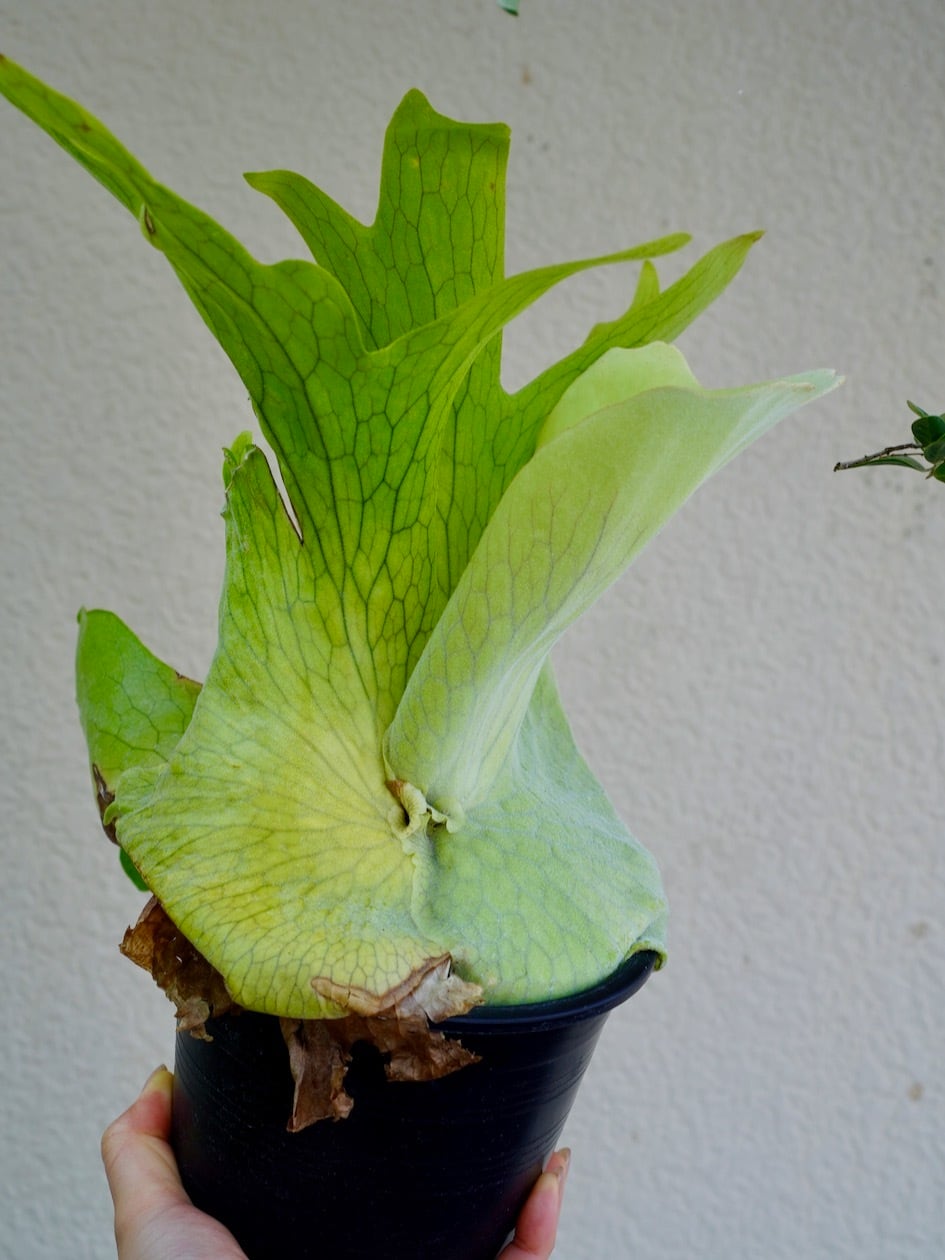 ビカクシダ ホルタミー | フラワーショップあきの