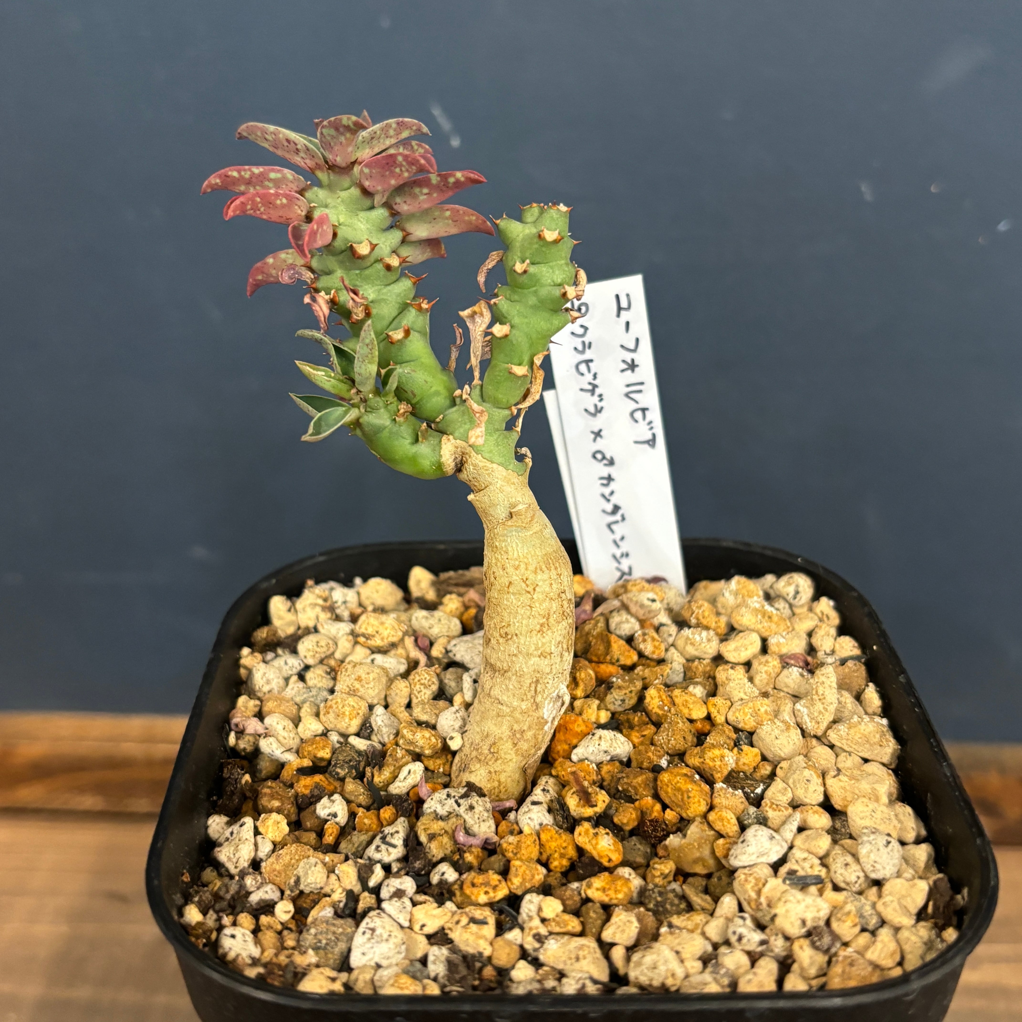 14d32f5501fa4239fd3be9f42ddf5e