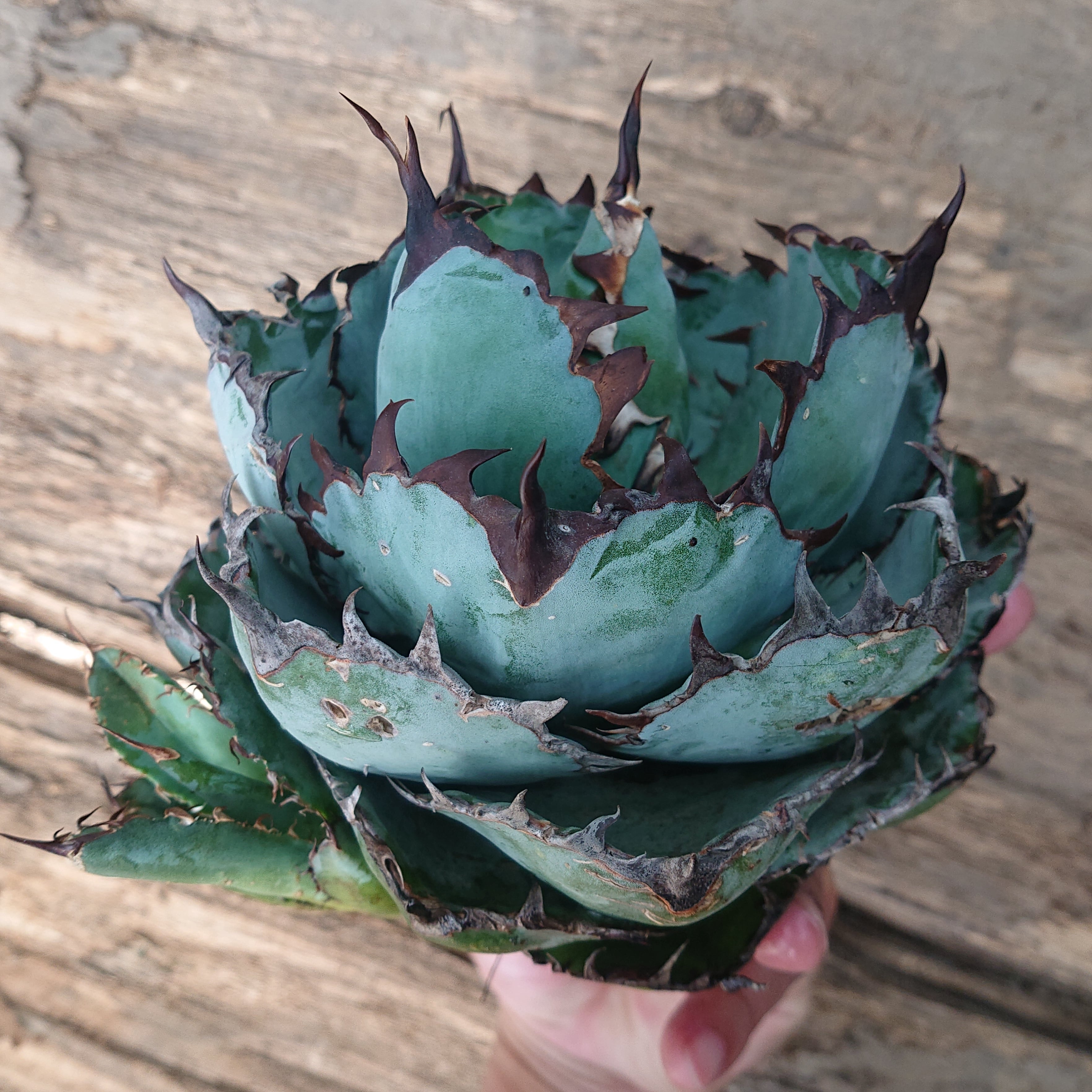 no.10 アガベ チタノタ ブラックアンドブルー Agave titanota