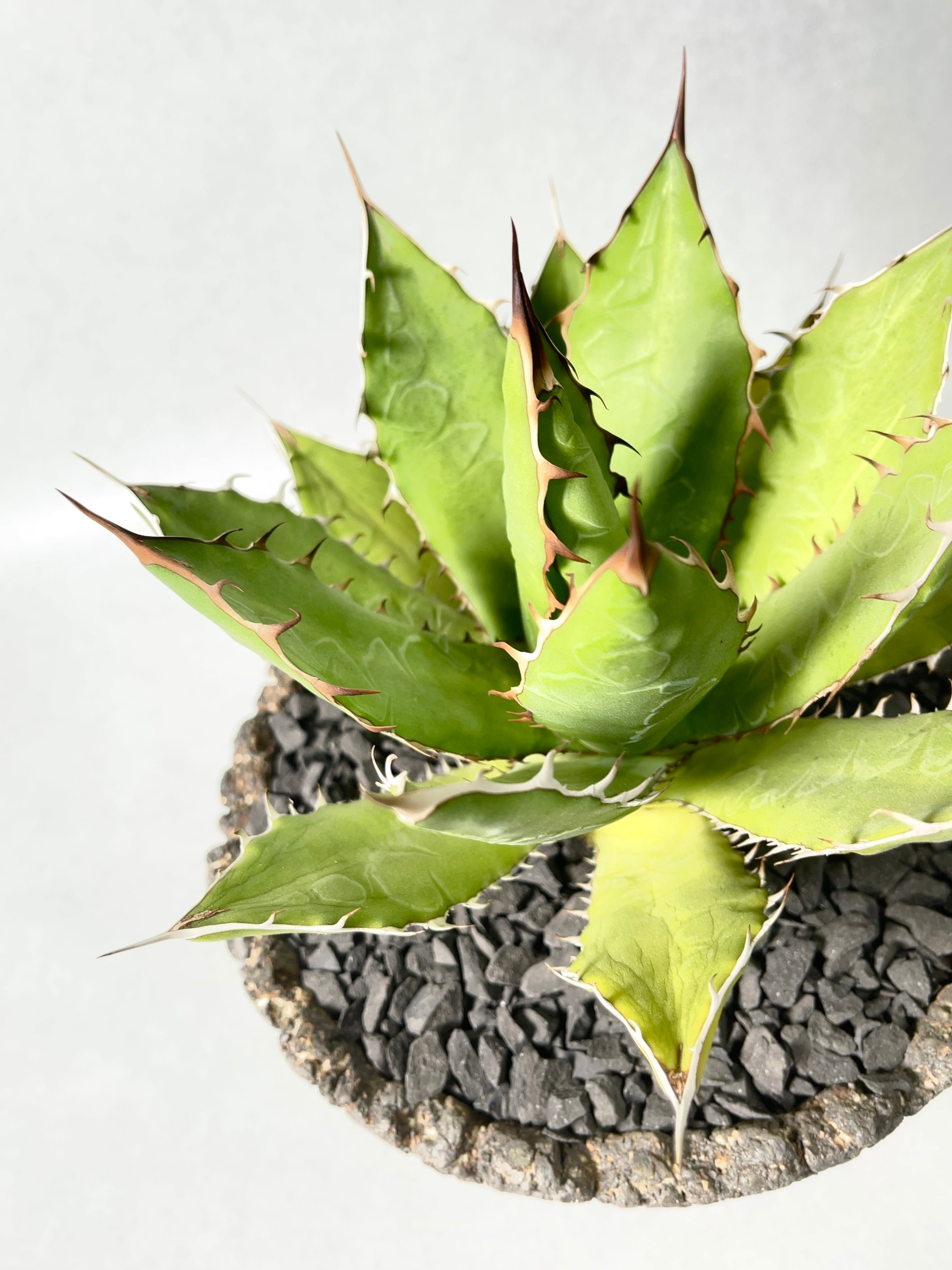 アガベ・万代厳竜 | trigger