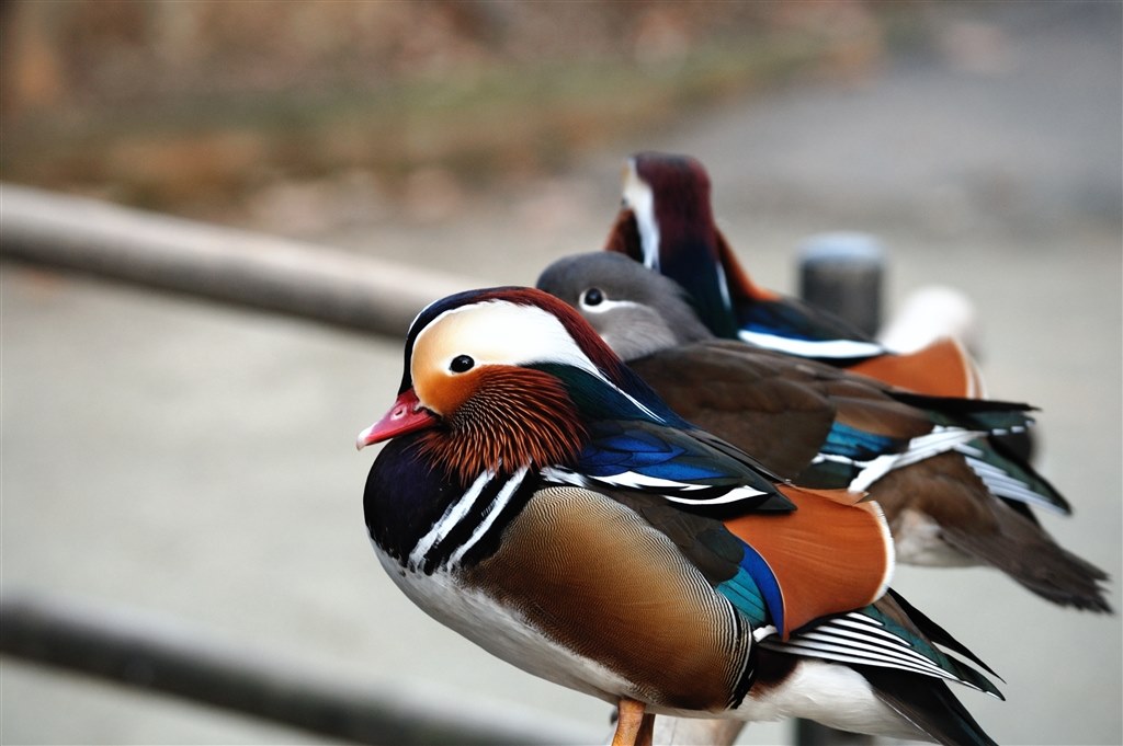 動物園作例』 ニコン AF-S DX NIKKOR 55-300mm f/4.5-5.6G ED VR の