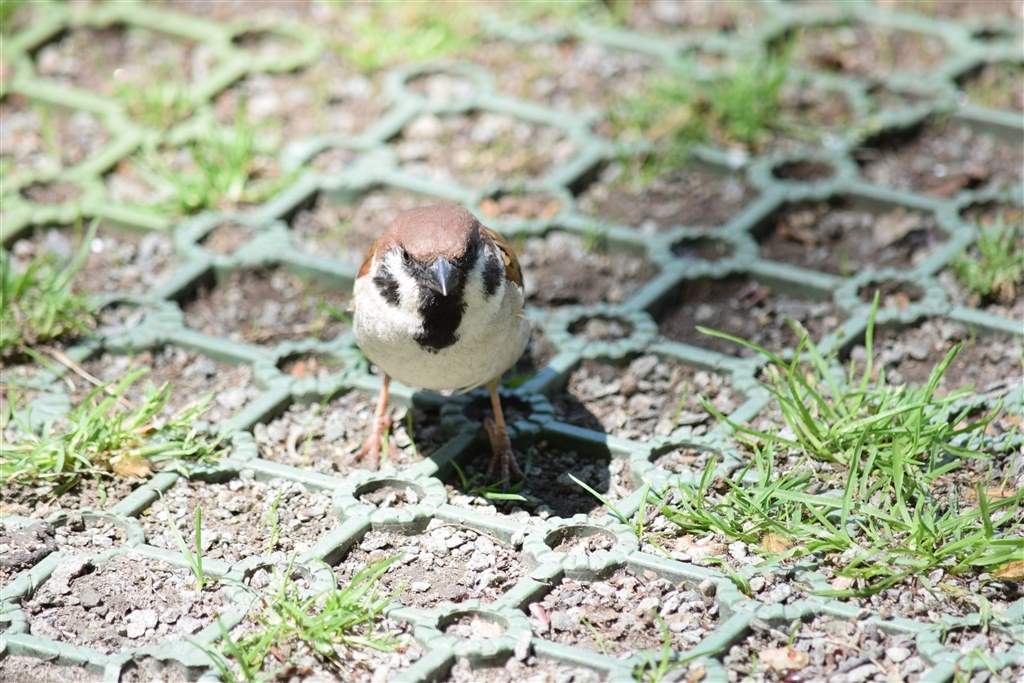 鳥の作例』 ニコン AF-S DX NIKKOR 55-300mm f/4.5-5.6G ED VR の