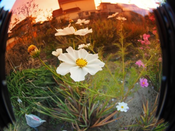 SAMYANG 7.5mm 1:3.5 UMC Fish-eye MFT [ブラック] 価格比較 - 価格.com