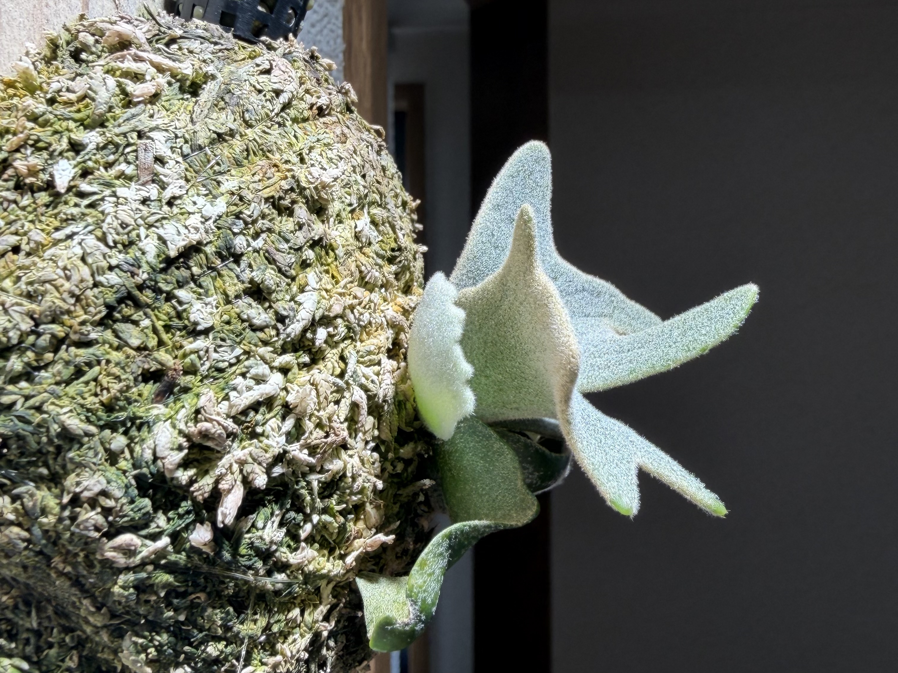 胞子葉の外側から新しい胞子葉？ ビカクシダの森