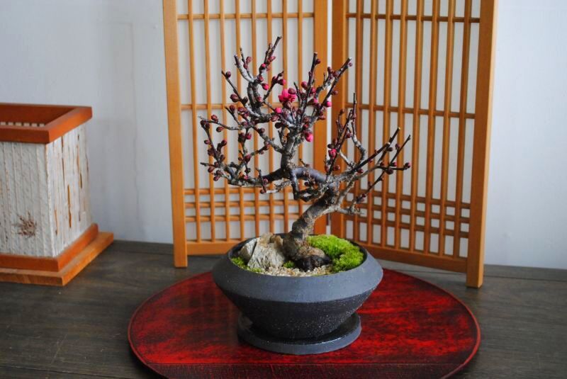 緋梅の情景盆栽【デザイン鉢】☆1点物☆ 濃紅花一重 盆栽 苔玉の通販