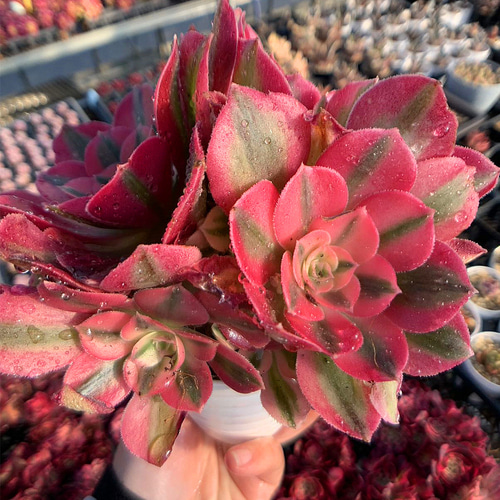 農園直売 多肉植物 寄せ植え アエオニウム ピンクウィッチ（錦）群生