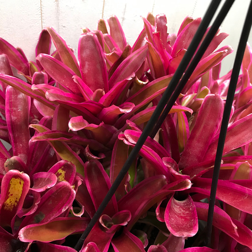 超特大！！ ネオレゲリア ファイヤーボール 7号 吊り鉢 その他