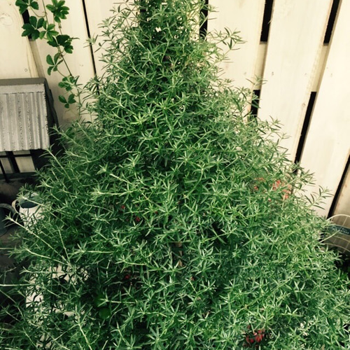 新作♡現品【ウエストリンギア】クリスマスツリー仕立て♡特大ブリキ缶