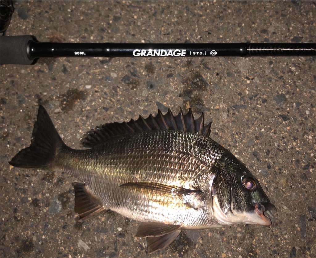 NEWロッド】グランデージSTD.を購入しました。 - 【岡山シーバス