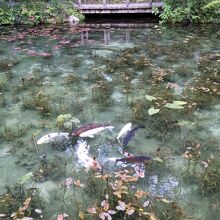 220x220_19366448.jpg?