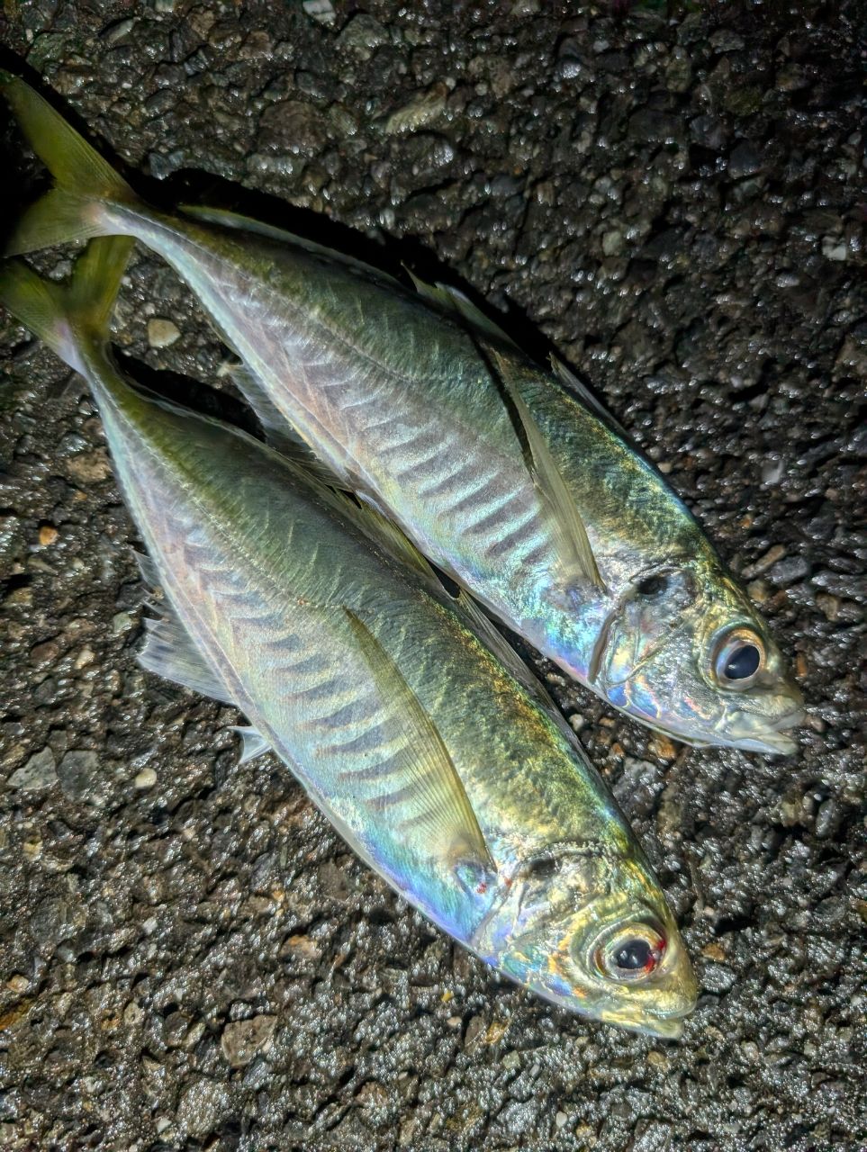 SHIMANO 22ソアレ SS アジング S68SUL-Sの最安値・インプレ・釣果