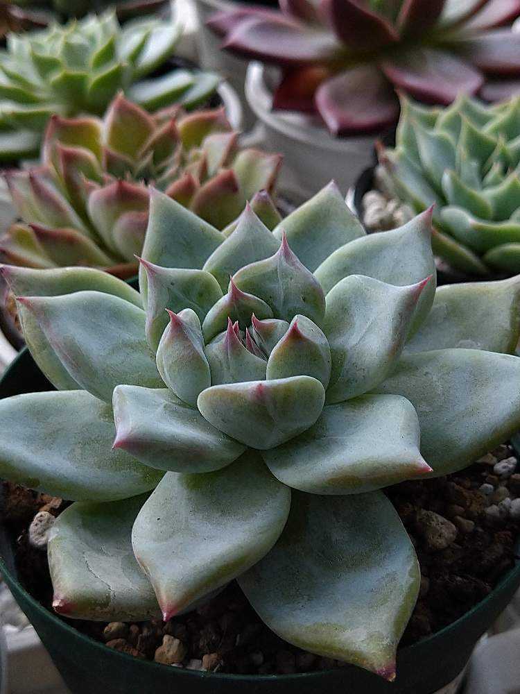 Mさん苗 コロラータ80✖51｜🍀GreenSnap（グリーンスナップ）