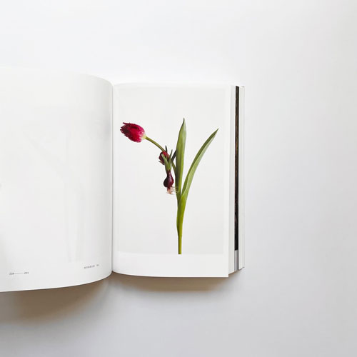 古書古本 dessin: Encyclopedia of Flowers [English Edition]（東信