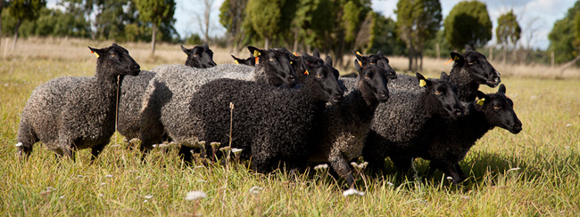 ゴットランドシープ - 北欧の暮らし・スローライフが体感できる場所