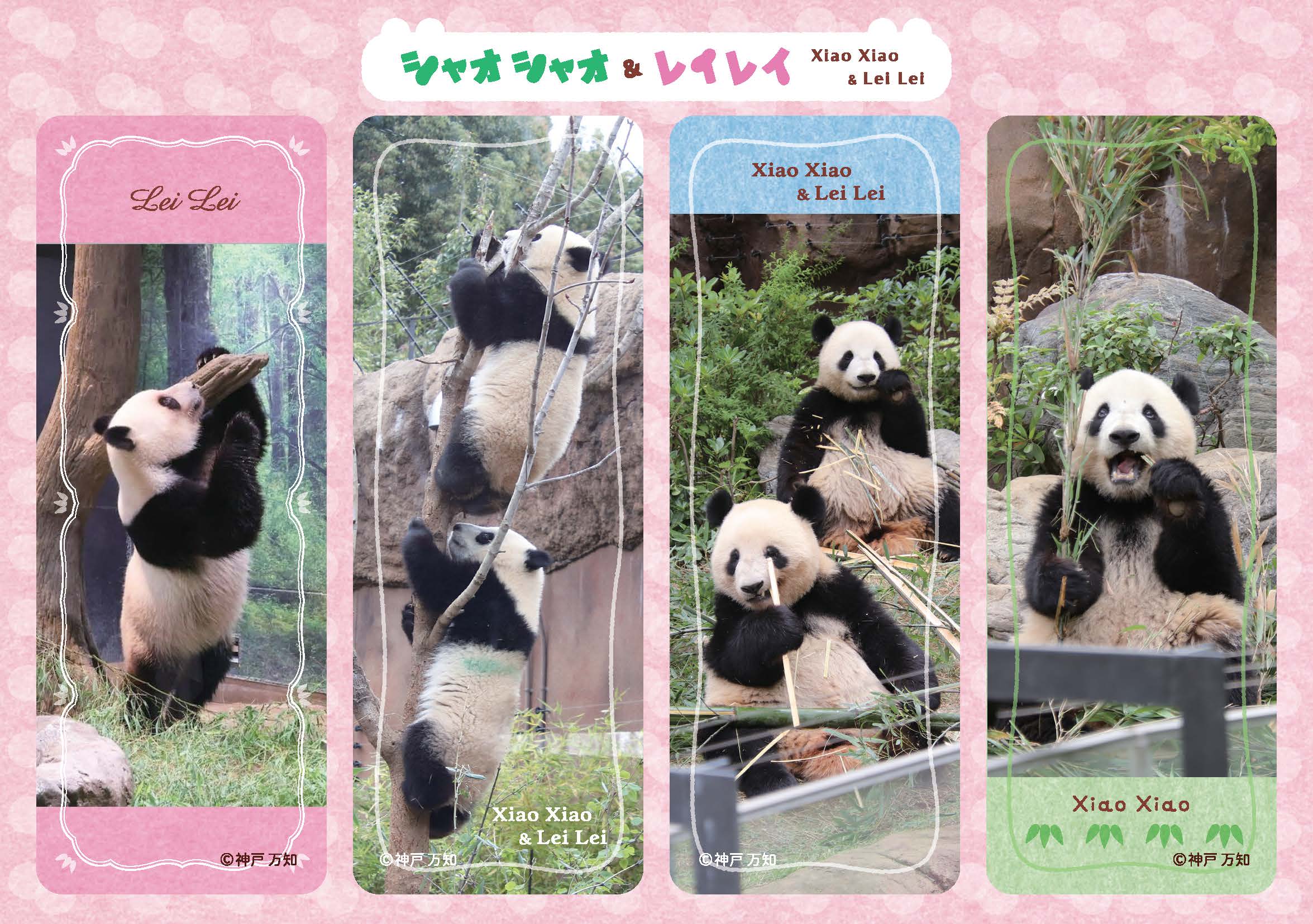 数量限定】シャオシャオとレイレイとずっといっしょ！ | 技術評論社