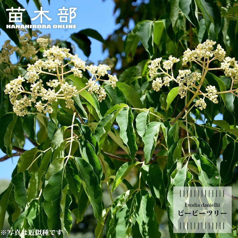 スモークツリー スノーパフ 苗 販売 苗木部 By 花ひろばオンライン