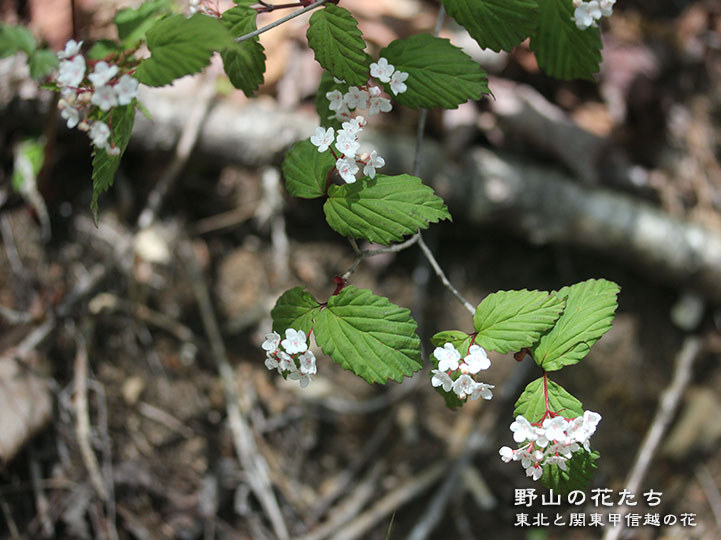 オトコヨウゾメ - 野山の花たち 東北と関東甲信越の花