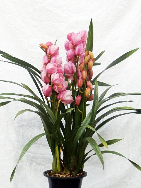 シンビジュームの品種 山梨県甲府市土方洋蘭園 - 土方洋蘭園：花と緑に