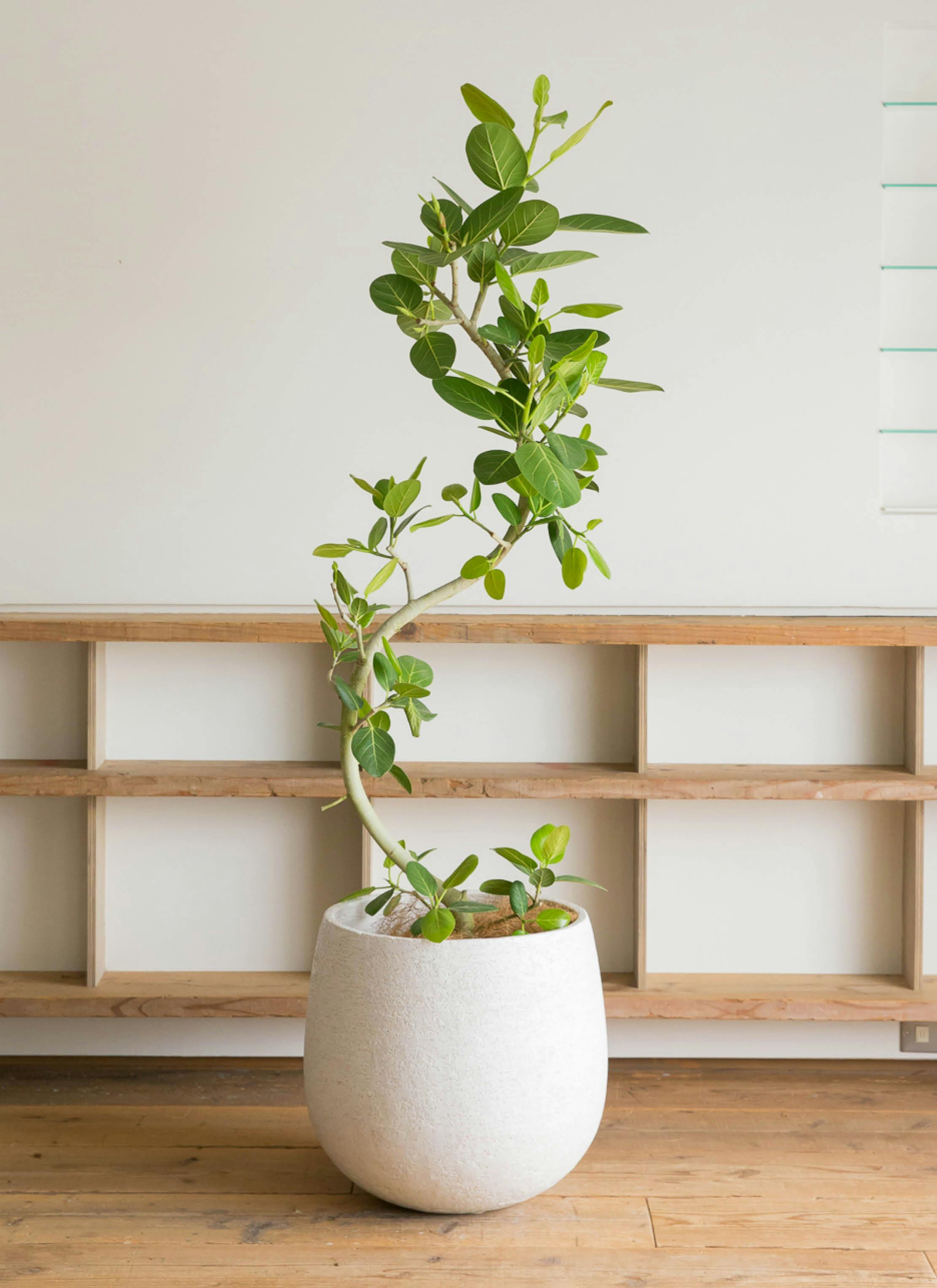 フィカス ベンガレンシス 10号 | 観葉植物通販 Hitohana（ひとはな）