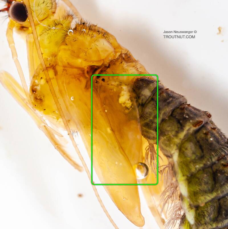 Identification: Key to Orders of Aquatic Insect Pupae, Couplet 3