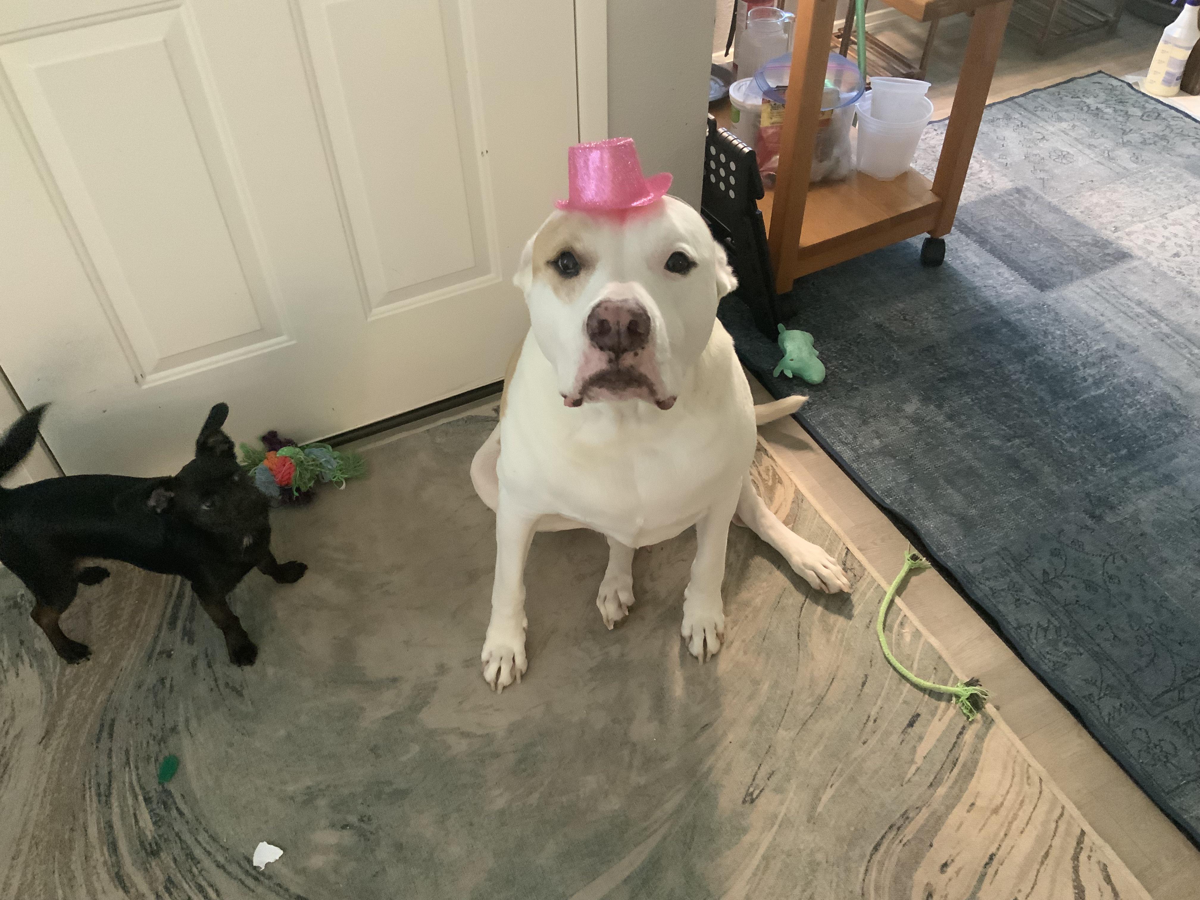 The vicious pitbull : r/pitbulls