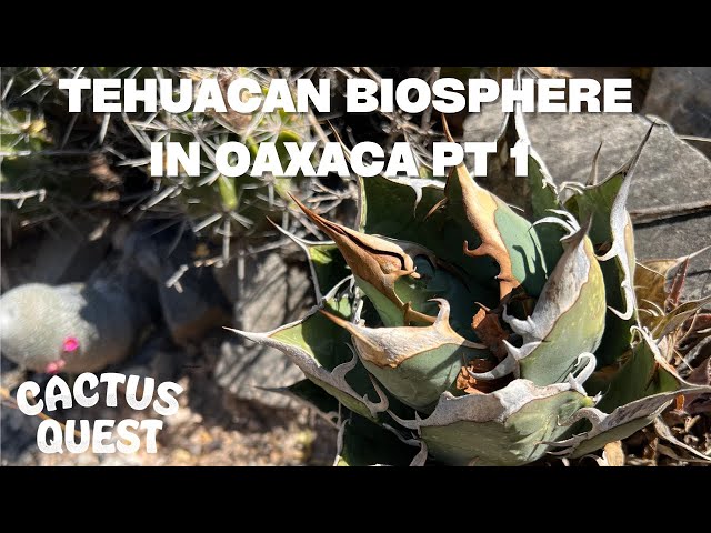 Oaxaca botany & a rant about Agave taxonomy (Agave oteroi
