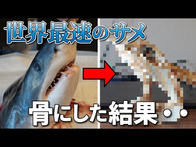 世界最速の危険なサメ？アオザメの頭を骨格標本にして歯を観察してみた