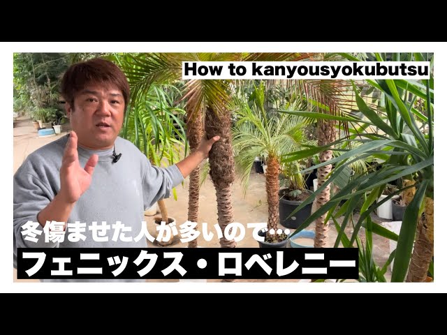 観葉植物再生】フェニックス・ロベレニーを寒さで傷ませた人が多いので