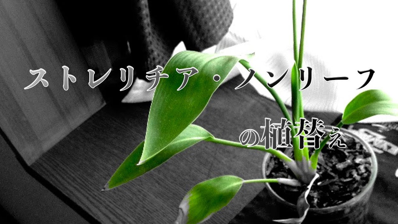 ストレリチア・ノンリーフが根詰まりの兆候！3年ぶりに植替えた