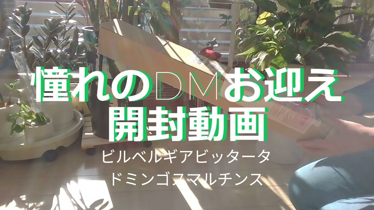 あこがれのタンクブロメリア開封（DM） - YouTube