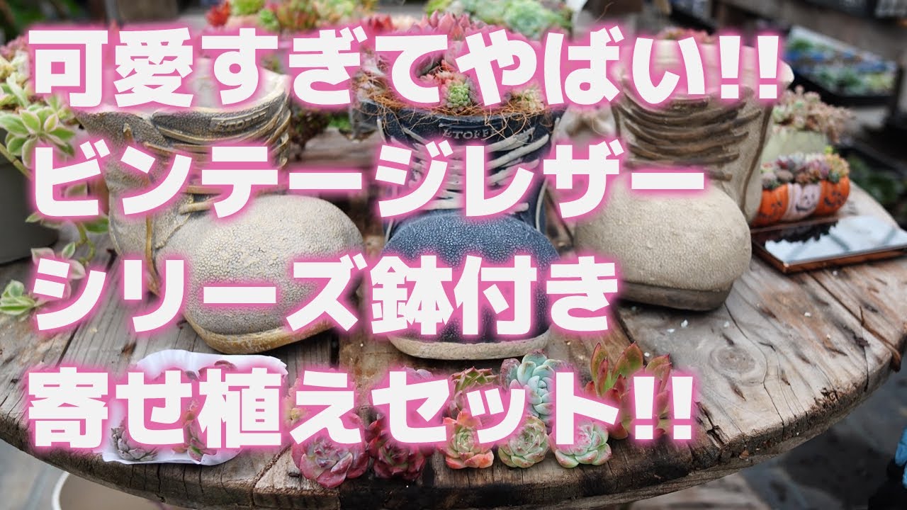 Succulents] Too cute! Introducing the Vintage Leather Series