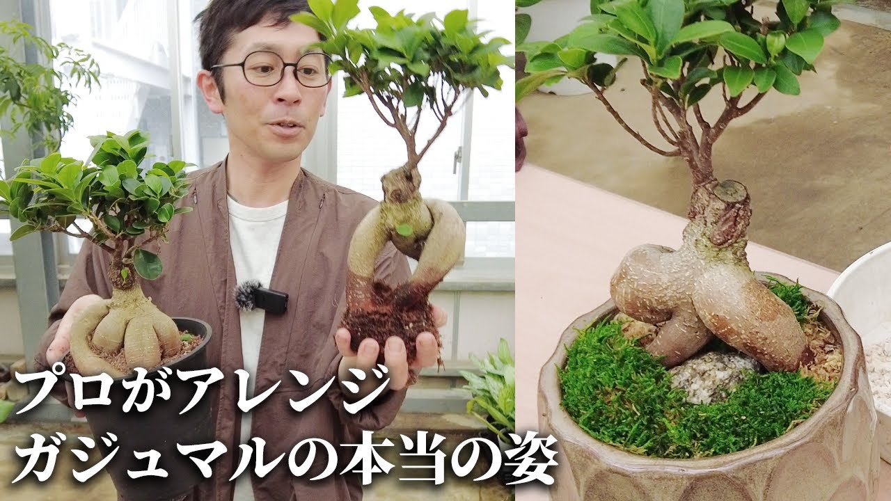 第1回ガジュマル石付き盆栽製作【Green Day's】2025年10月完成 完成