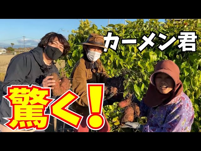 Carmen digs up Hachikin potatoes from Hiro-chan Farm and is amazed