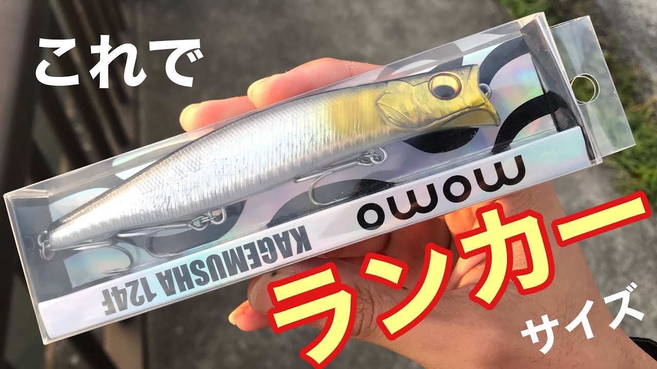 カゲムシャ124F】ランカー級のシーバスがメガバスカゲロウKAGELOUの