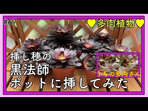 多肉】#67 黒法師カット苗をポットに挿しました(^^) - YouTube