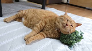 ブロッコリー枕猫 | かご猫 Blog