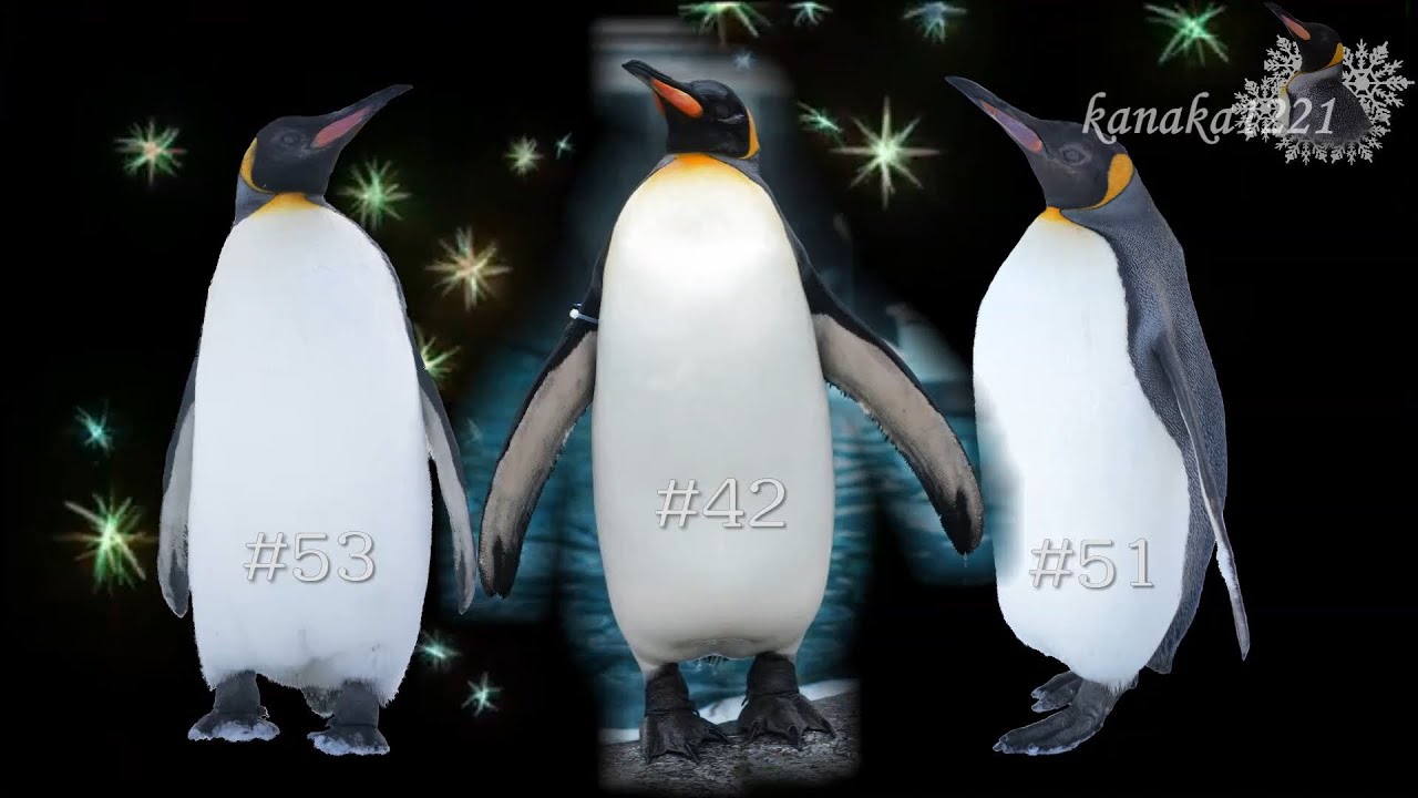 旭山動物園 キングペンギン42番51番53番-長崎ペンギン水族館へ！ - YouTube